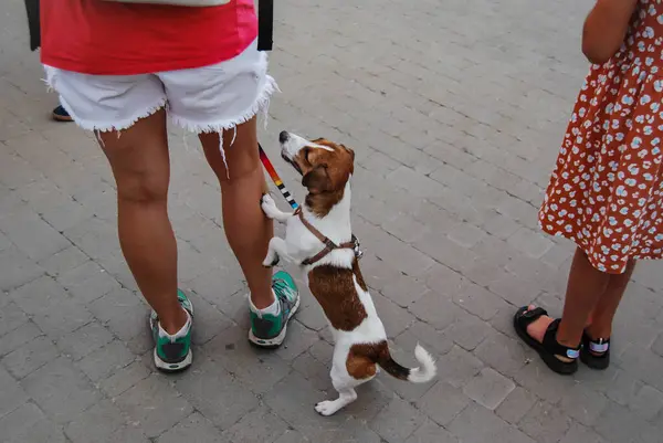 stock image The white and brown dog asks for attention.A dog on a walk asks its owner about something.