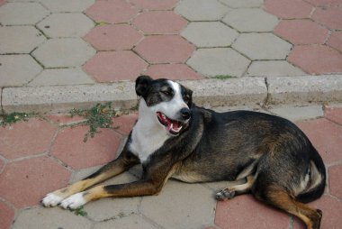 Sterilize olmuş sokak köpeği. Güzel renkli genç bir melez..
