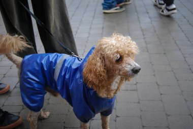 Poodle on a walk.Wet curly poodle on leash and clothes. clipart