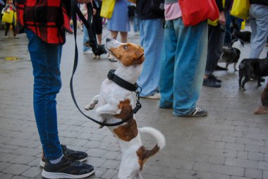 İngiliz Teriyeri yürüyüşe çıktı. Arka ayakların üzerinde dur. Tasmalı, şehir tipi av köpekleri. Jack Russell cinsi.