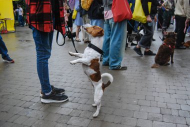 İngiliz Teriyeri yürüyüşe çıktı. Arka ayakların üzerinde dur. Tasmalı, şehir tipi av köpekleri. Jack Russell cinsi.