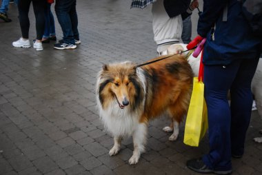 Kalabalığın içinde uzun saçlı bir köpek. İskoç çoban köpeği. Güzel renkli bir Collie..