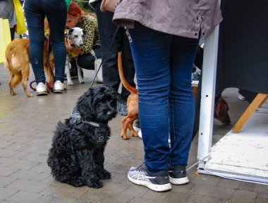 Odessa parkındaki köpek şovu. Kalabalığın içinde siyah kıvırcık köpek. Kötü bir ruh halinde şirin, kıvırcık kakao. Cockapoo iki cins, cocker spaniel ve kanişin karışımıdır..