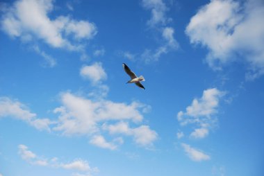 Karadeniz Fildişi Martı uçuyor. Mavi gökyüzüne karşı bir martının uçuşu..