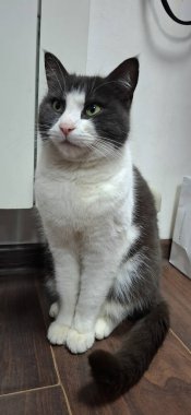 Radyatörün yanında ince bir kedi var. Kedi dikkatli bakışlarıyla neler olduğunu izliyor..