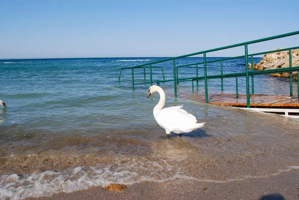Karadeniz 'de beyaz kuğular. Odessa sahillerinde, beyaz kuğular kıyıya yakın yüzerler..