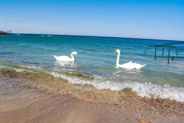 Karadeniz 'de beyaz kuğular. Odessa sahillerinde, beyaz kuğular kıyıya yakın yüzerler..