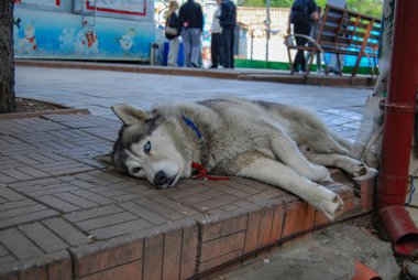 Düşünceli köpek kaldırıma uzandı. Balgamlı, güçlü bir köpek kaldırımda yatıyordu..
