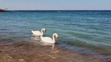 Karadeniz 'de beyaz kuğular. Odessa sahillerinde, beyaz kuğular kıyıya yakın yüzerler..