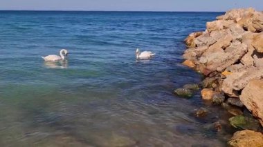 Karadeniz 'de beyaz kuğular. Odessa sahillerinde, beyaz kuğular kıyıya yakın yüzerler..