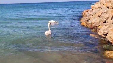 Karadeniz 'de beyaz kuğular. Odessa sahillerinde, beyaz kuğular kıyıya yakın yüzerler..