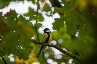 Sonbaharda ağaçtaki kuş