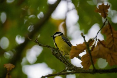 Bir ağacın dalındaki kuş.