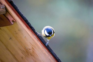 Ev kuşu bir kuş yuvası. Ailenin kuşları. Kuşların evi, ev çatıda..