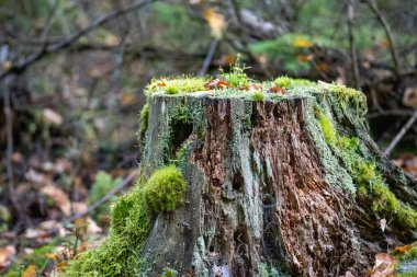 Gövdede moss