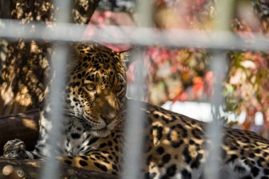 Kafesteki leopar portresi, esaret altındaki hayvan.