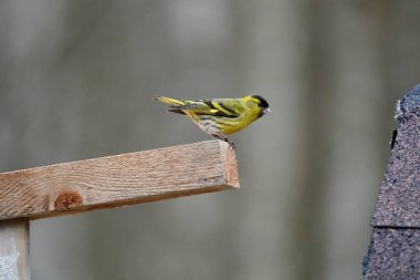 Besleyicide küçük bir hareket var.