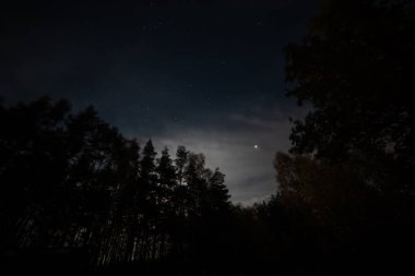 Yıldızlar ve ağaçlarla dolu gece göğü