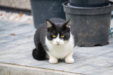 Tahta arka planda kara kedi