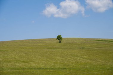 Tarlada yapayalnız ağaç