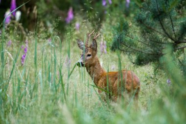 Çayırdaki kırmızı geyik