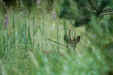 Ormandaki yabani tavşan