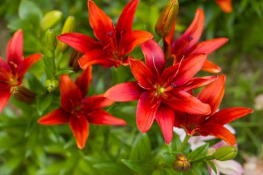 Bahçedeki kırmızı zambaklar