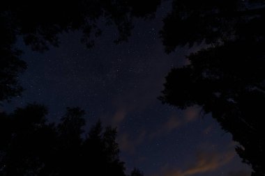 Gece gökyüzündeki yıldızlar ve ağaçlar.