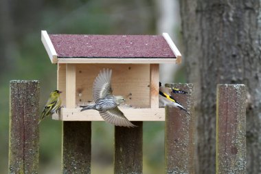 yellow tit bird feeding