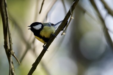 great tit in the forest at sunset