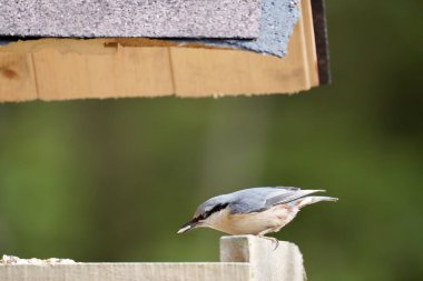 great tit ( parus major ) sitting in a wooden box.