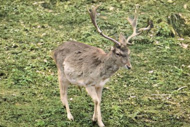Ormanda geyik, vahşi yaşam hayvanı