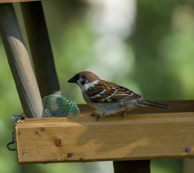 Serçe kuş yemliğine tünemiş.