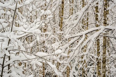 huş ağaçları karla kaplı