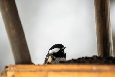 tit sitting on the feeder