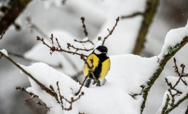 a small tit sits on a branch in winter in the snow