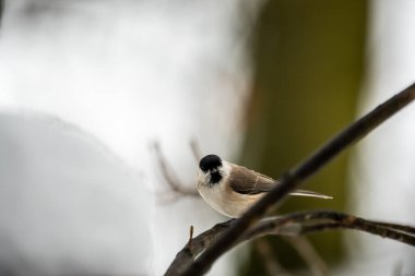 tit on a tree in forest