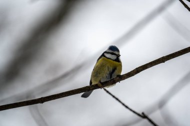 blue tit in the winter forest. bird on a tree.