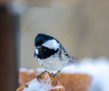 Tahta arka plandaki kuş.