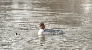 Pilsen nehrinde ördek