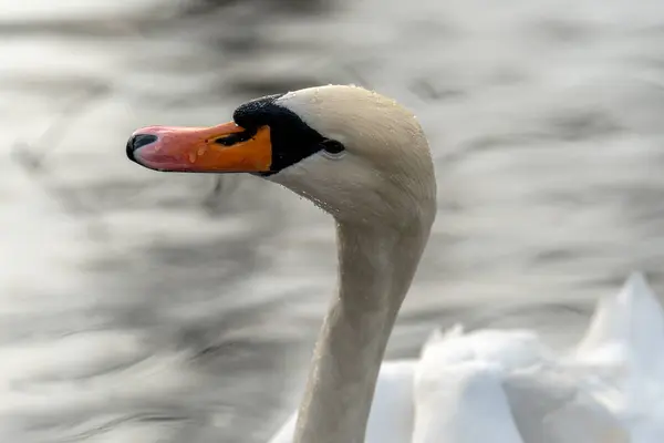 a swan with a red beak and orange beak