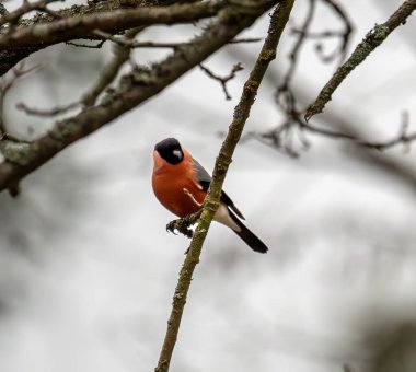 çatının tepesinde oturan ispinoz kuşu.