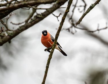 çatının tepesinde oturan ispinoz kuşu.