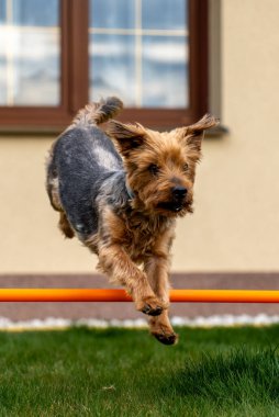Güzel bir köpeğin portresi.