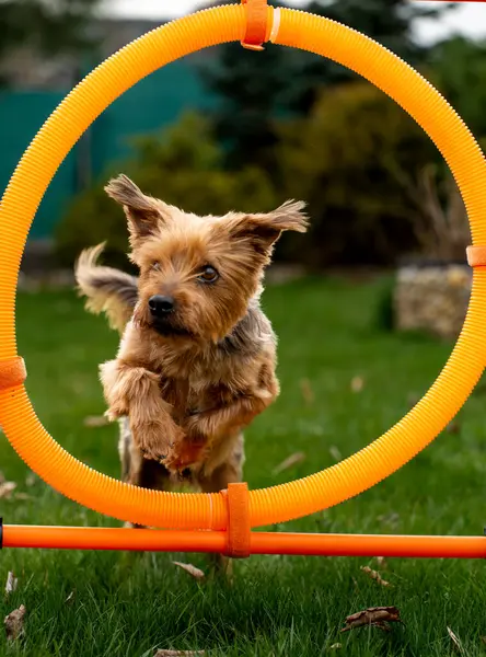 Küçük sevimli köpek oyuncakla oynuyor.