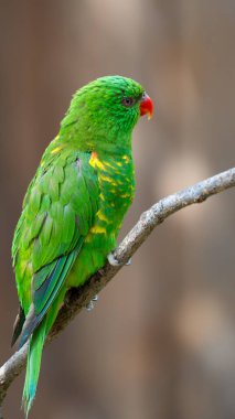 Yeşil papağan ağaç üzerinde.