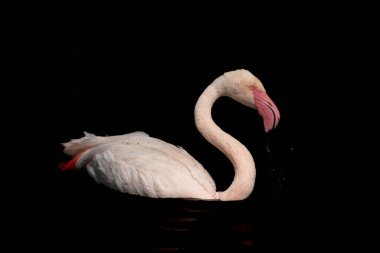 Siyah arkaplanda beyaz kuğu.