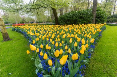 Baharda Renkli Çiçekler