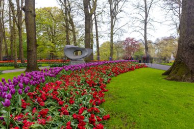 Hollanda 'da güzel bahar çiçekleri