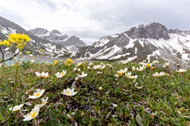 Bahar çiçekleri açan bir dağ çayırı